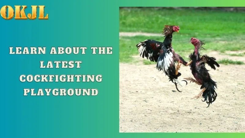 Learn about the latest cockfighting playground