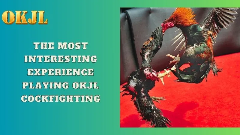 The most interesting experience playing OKJL cockfighting