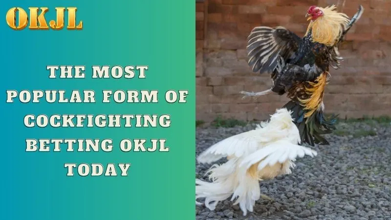 The most popular form of cockfighting betting OKJL today